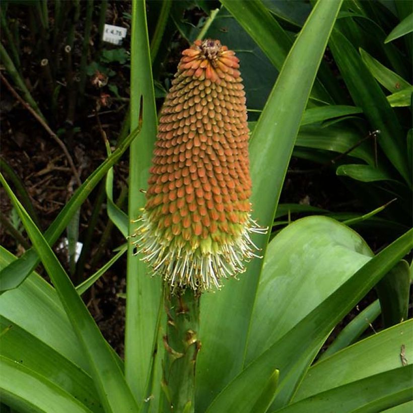 Kniphofia northiae - Tritoma bicolore jaune pâle et orangé (Flowering)