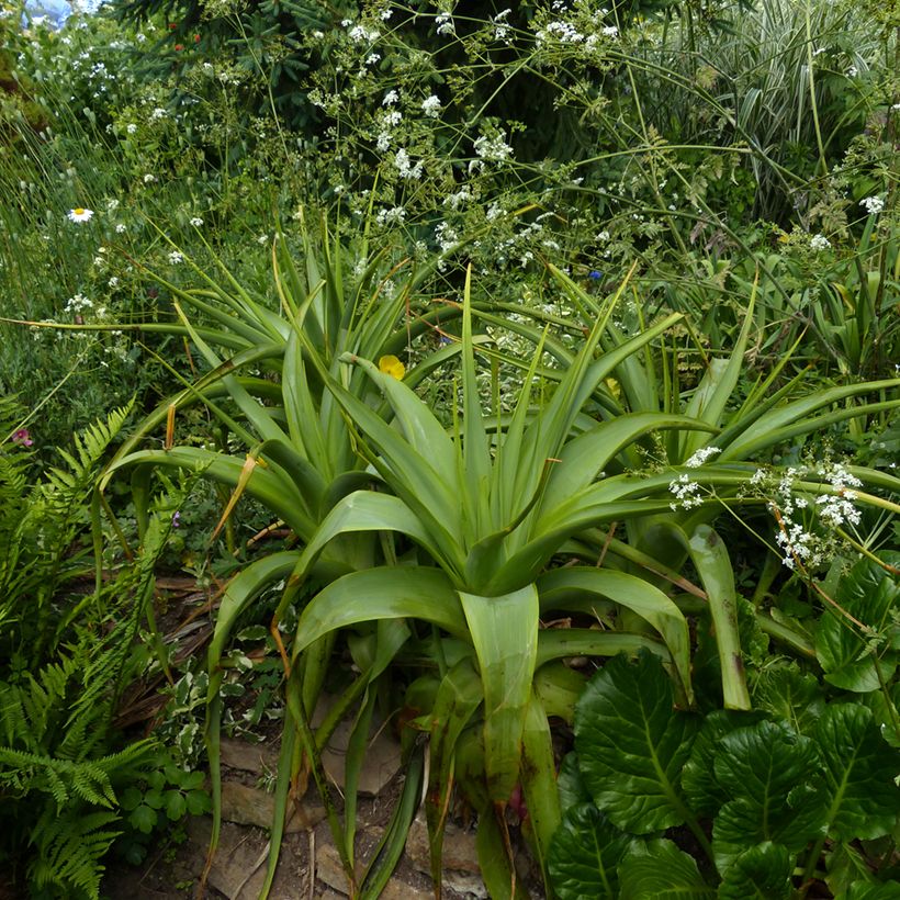 Kniphofia northiae - Tritoma bicolore jaune pâle et orangé (Plant habit)
