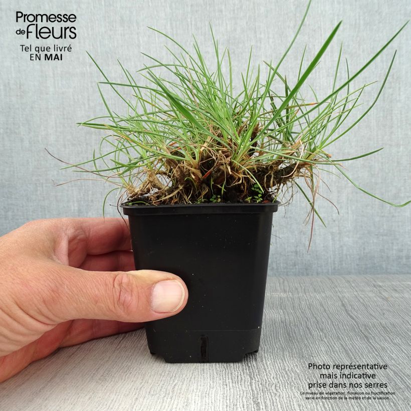 Spécimen de Koeleria glauca - Koélérie bleue Godet de 8/9 cm tel que livré au printemps