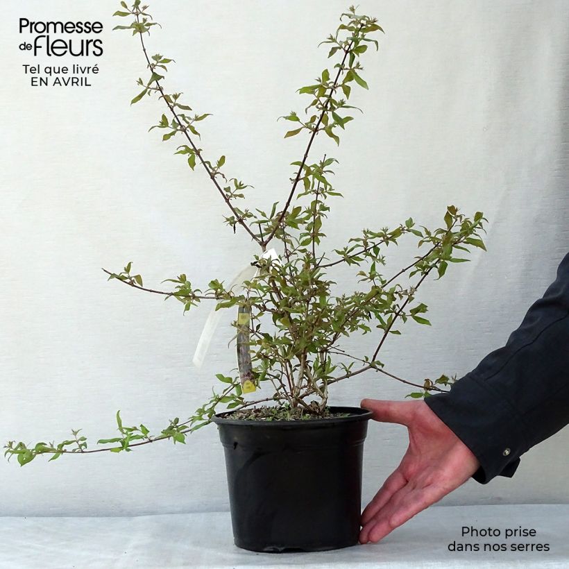 Example of Kolkwitzia amabilis Pink Cloud - Buisson de beauté Pot de 3L/4L as you get in printemps