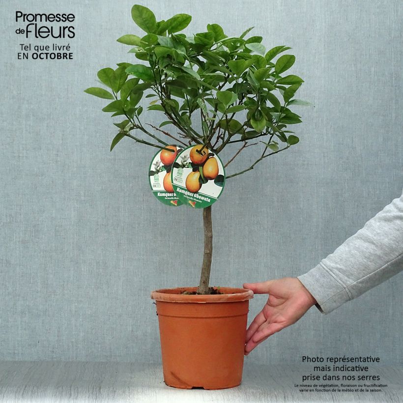 Spécimen de Kumquat Fukushu ou Jiangsu - Fortunella obovata Pot de 4L/5L, 1/4 de tige tel que livré en automne