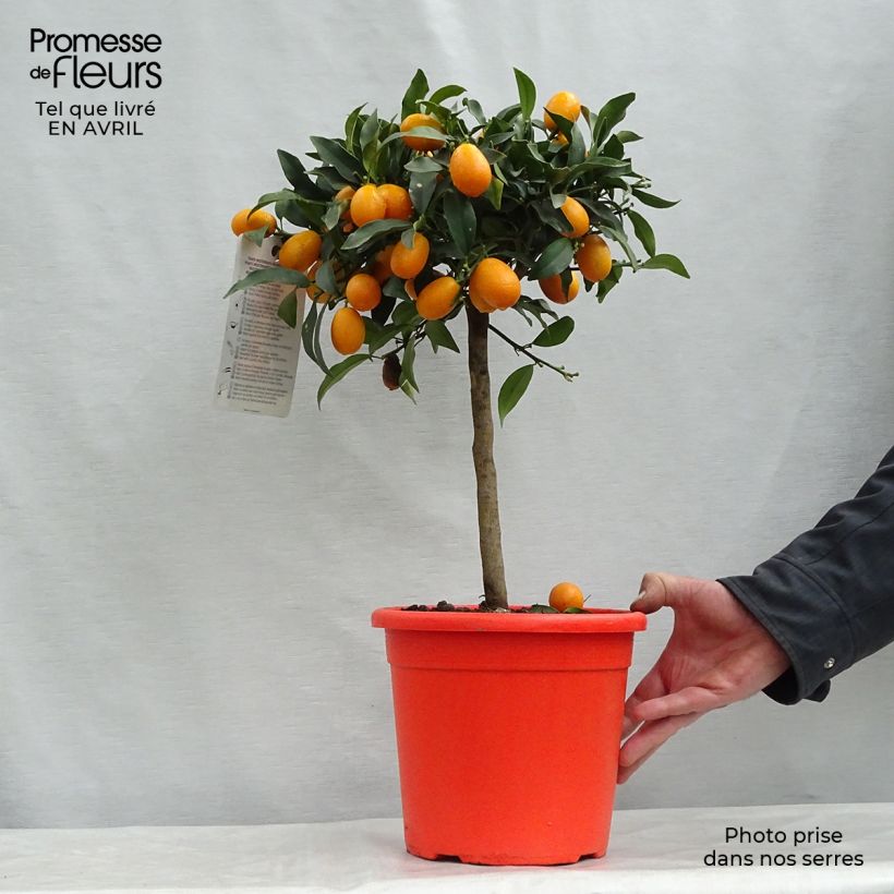 Example of Kumquat Nagami - Fortunella margarita Pot de 4L/5L, 1/4 de tige as you get in printemps