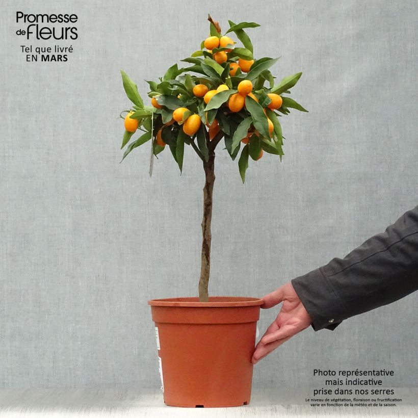 Spécimen de Kumquat à fruits ovales - Fortunella margarita Pot de 4L/5L, 1/4 de tige tel que livré au printemps