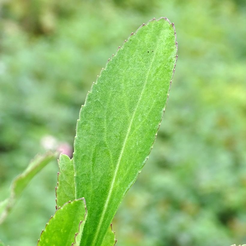 Leucanthemum superbum Becky - Grande marguerite (Foliage)