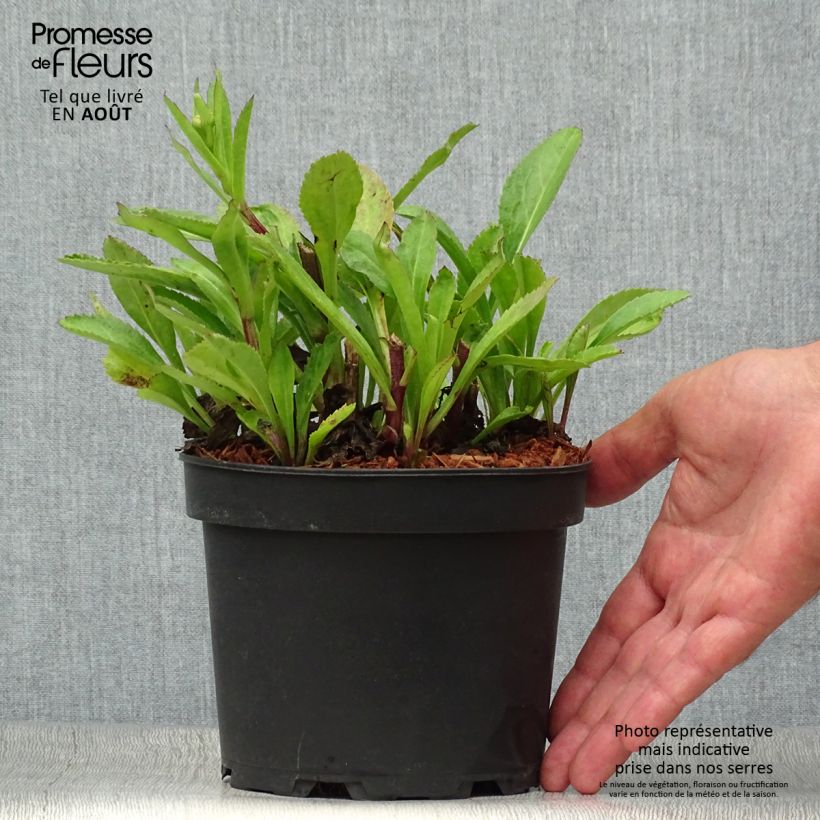 Spécimen de Leucanthemum superbum Becky - Grande marguerite Pot de 2L/3L tel que livré en été