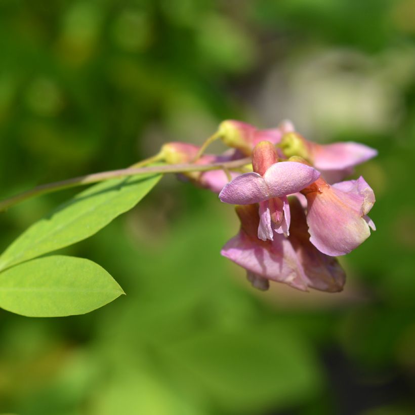 Laburnocytisus adamii - Cytise d'Adam (Floraison)