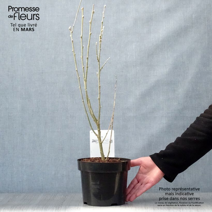 Spécimen de Laburnum anagyroides - Cytise à grappe Pot de 2L/3L tel que livré au printemps