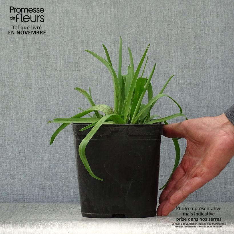 Spécimen de Lachenalia Rupert - Coucou du Cap Pot de 3L/4L tel que livré en automne