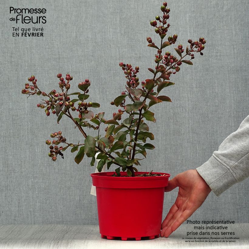 Spécimen de Lagerstroemia Braise d'Eté - Lilas des Indes Pot de 3L/4L, Buisson tel que livré en automne
