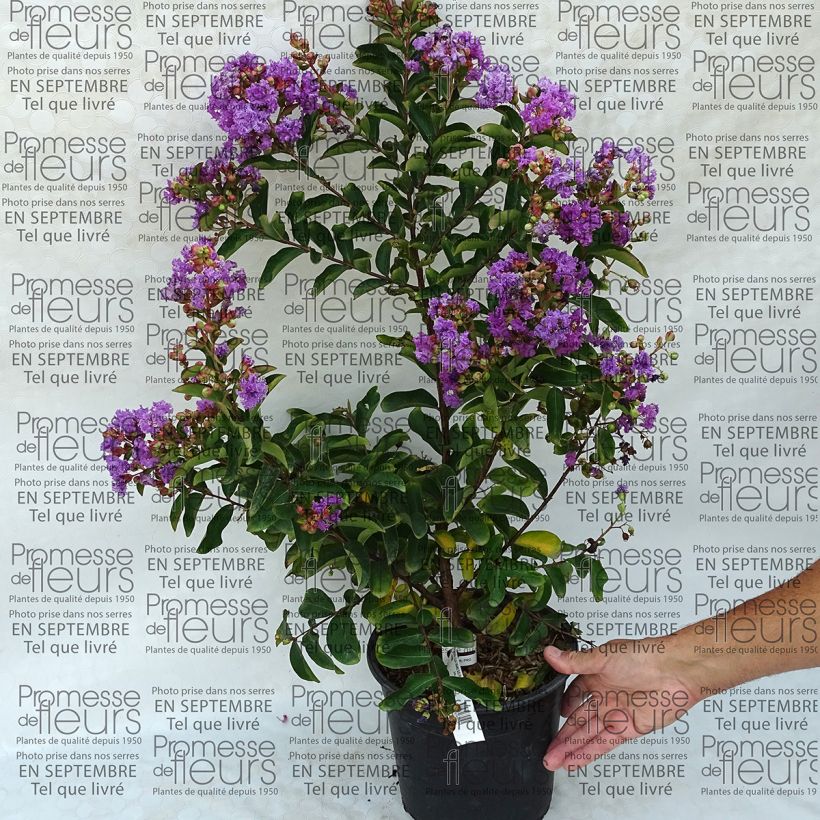 Exemple de spécimen de Lagerstroemia Lilac Grand Sud - Lilas des Indes. Pot de 4L/5L tel que livré