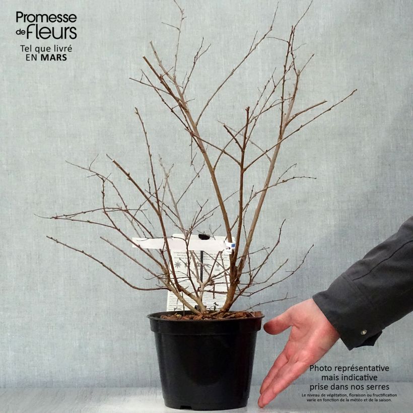 Spécimen de Lagerstroemia Neige d'Eté - Lilas des Indes Pot de 3L/4L tel que livré au printemps