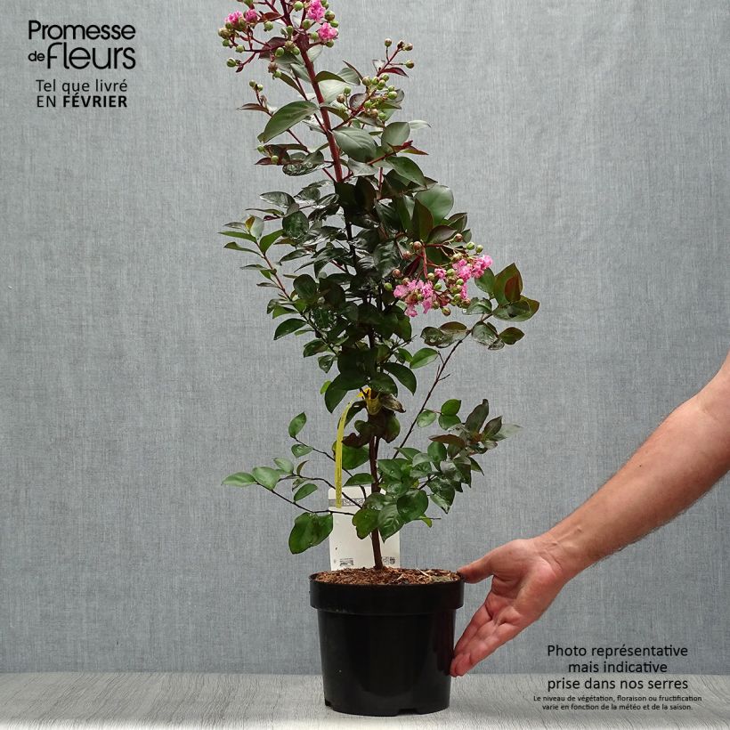 Spécimen de Lagerstroemia indica Rhapsody in PINK - Lilas des Indes Pot de 3L/4L, Buisson tel que livré en automne