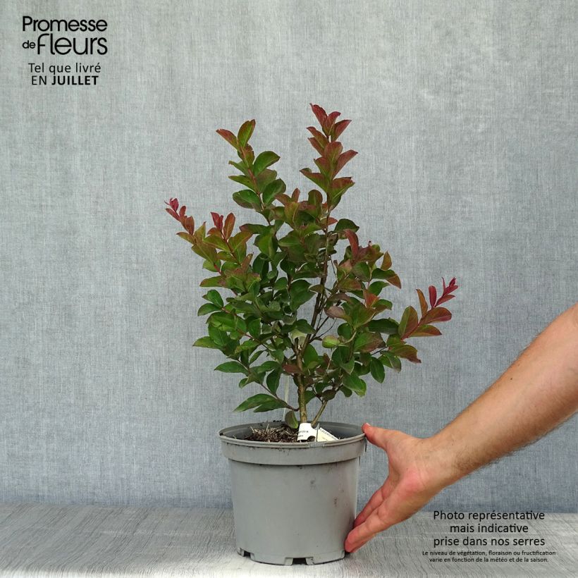 Spécimen de Lagerstroemia indica Berlingot Menthe - Lilas des Indes Pot de 3L/4L, Buisson, Touffe tel que livré en été