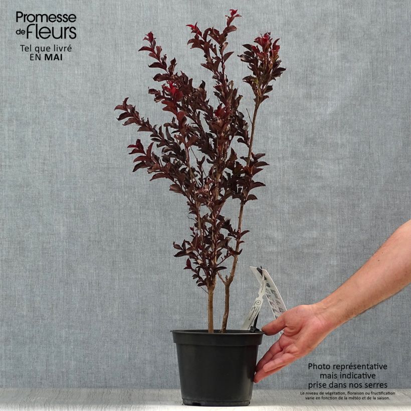 Spécimen de Lagerstroemia indica Black Solitaire (Black Diamond) Purely Purple - Lilas des Indes Pot de 3L/4L, Buisson, Touffe tel que livré au printemps