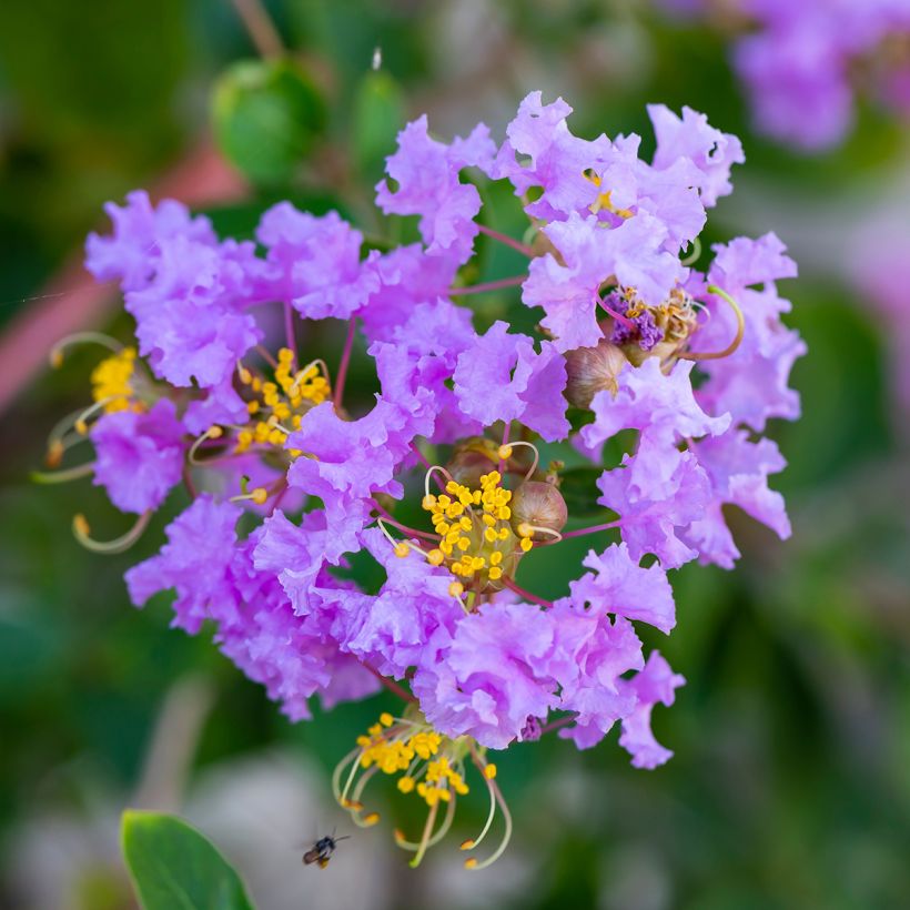 Lagerstroemia indica Cordon bleu - Lilas des Indes bleu lavande (Floraison)