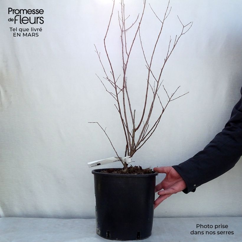 Spécimen de Lagerstroemia indica Dynamite  - Lilas des Indes Pot de 7,5L/10L tel que livré au printemps