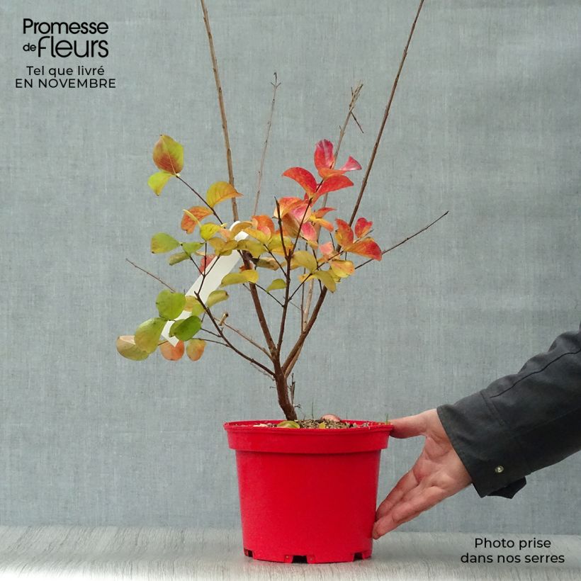 Spécimen de Lagerstroemia indica Dynamite  - Lilas des Indes Pot de 3L/4L, Buisson tel que livré en automne