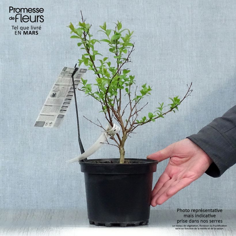 Spécimen de Lagerstroemia indica Grand Cru - Lilas des Indes Pot de 3L/4L tel que livré au printemps