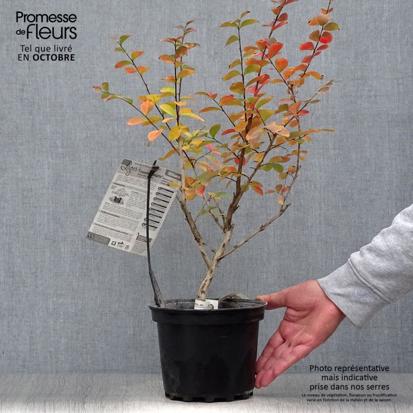 Spécimen de Lagerstroemia indica Jeanne Desmartis - Lilas des Indes Pot de 3L/4L tel que livré en automne