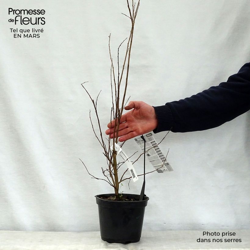 Spécimen de Lagerstroemia indica Margaux - Lilas des Indes Pot de 3L/4L tel que livré au printemps