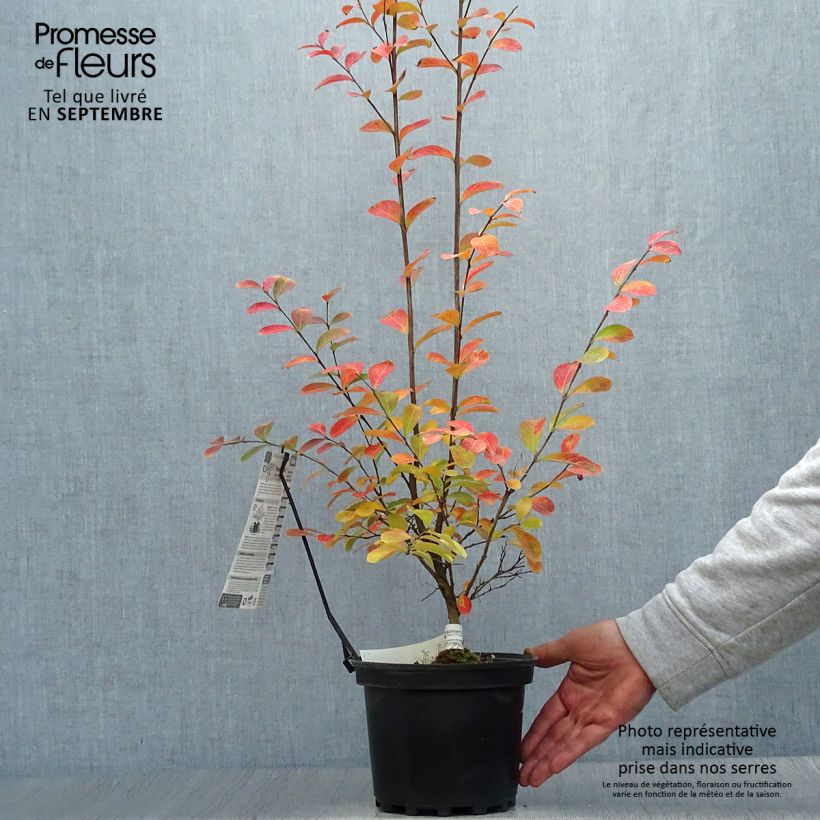 Spécimen de Lagerstroemia indica Monbazillac - Lilas des Indes																								 Pot de 3L/4L, Buisson tel que livré en automne