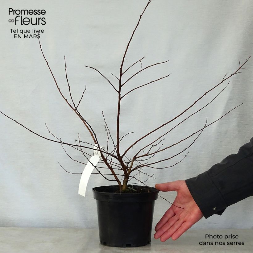 Spécimen de Lagerstroemia indica Petite Canaille mauve - Lilas des Indes mauve Pot de 3L/4L tel que livré au printemps