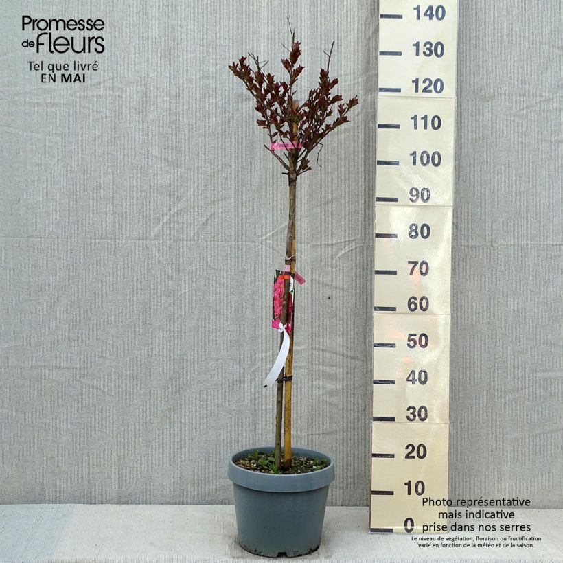 Spécimen de Lagerstroemia indica Pink Velours - Lilas des Indes Pot de 7,5L/10L, Demi-Tige tel que livré au printemps