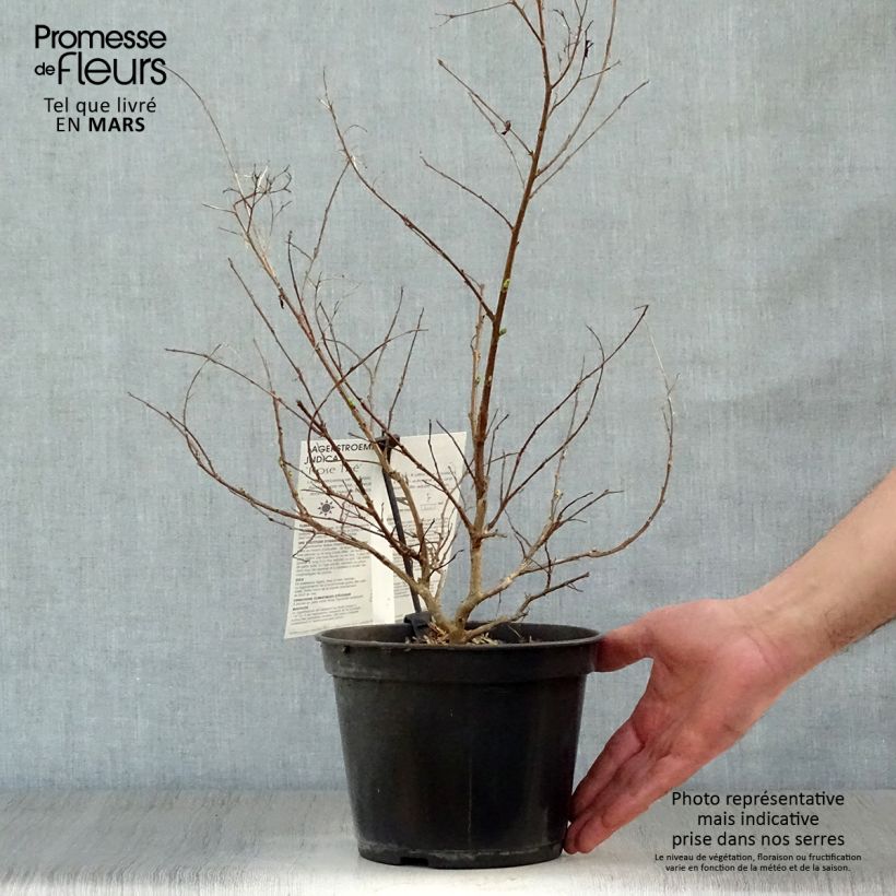 Spécimen de Lagerstroemia indica Rose Thé - Lilas des Indes Pot de 3L/4L tel que livré au printemps