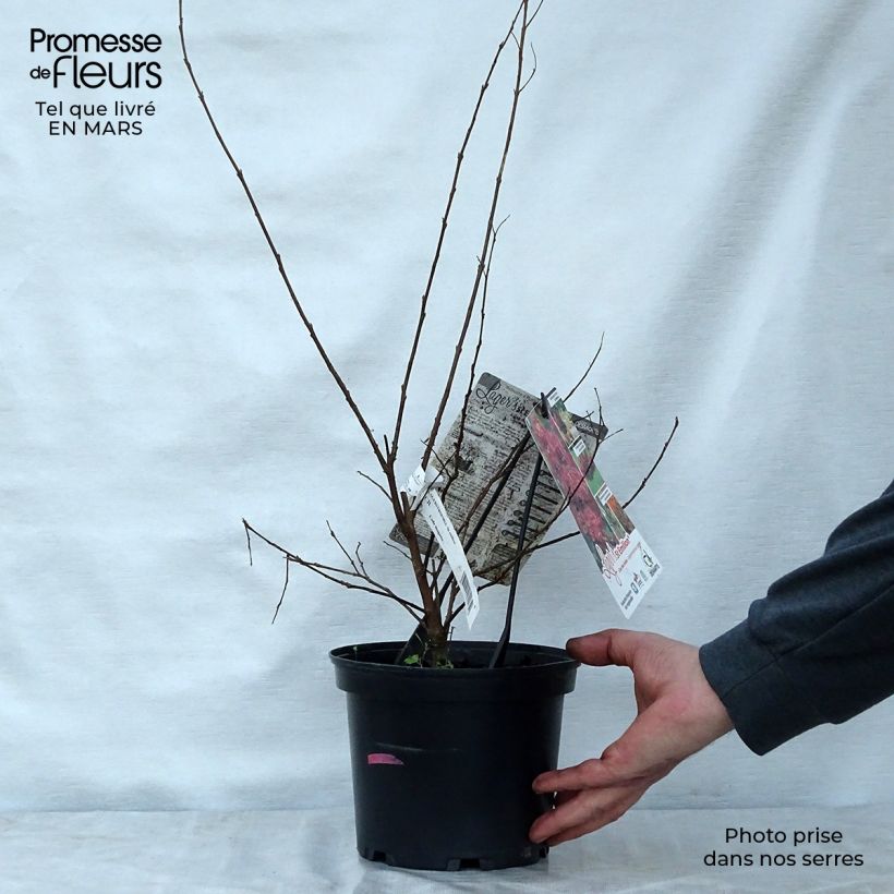 Spécimen de Lagerstroemia indica Saint Emilion - Lilas des Indes	 Pot de 3L/4L tel que livré au printemps