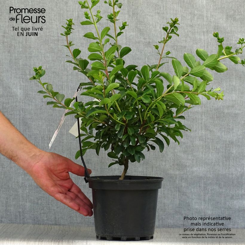 Spécimen de Lagerstroemia indica Soir d'Eté - Lilas des Indes	 Pot de 3L/4L tel que livré en été
