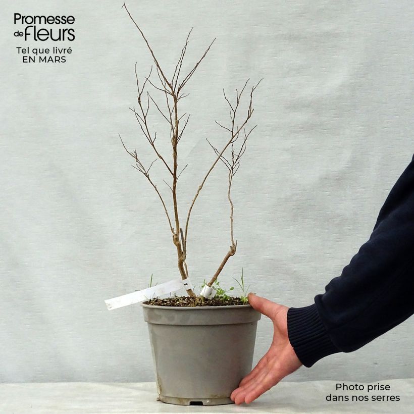 Spécimen de Lagerstroemia indica Summer Beauty Ozark Spring - Lilas des Indes Pot de 3L/4L tel que livré au printemps