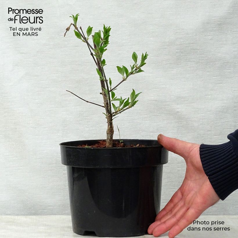 Spécimen de Lagerstroemia indica Summer Beauty Victor - Lilas des Indes Pot de 3L/4L tel que livré au printemps