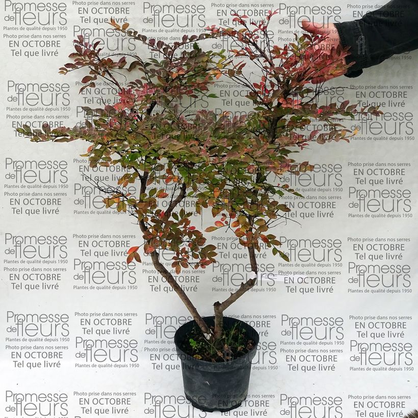 Exemple de spécimen de Lagerstroemia indica Summer Charm Acoma - Lilas des Indes Pot de 3L/4L tel que livré