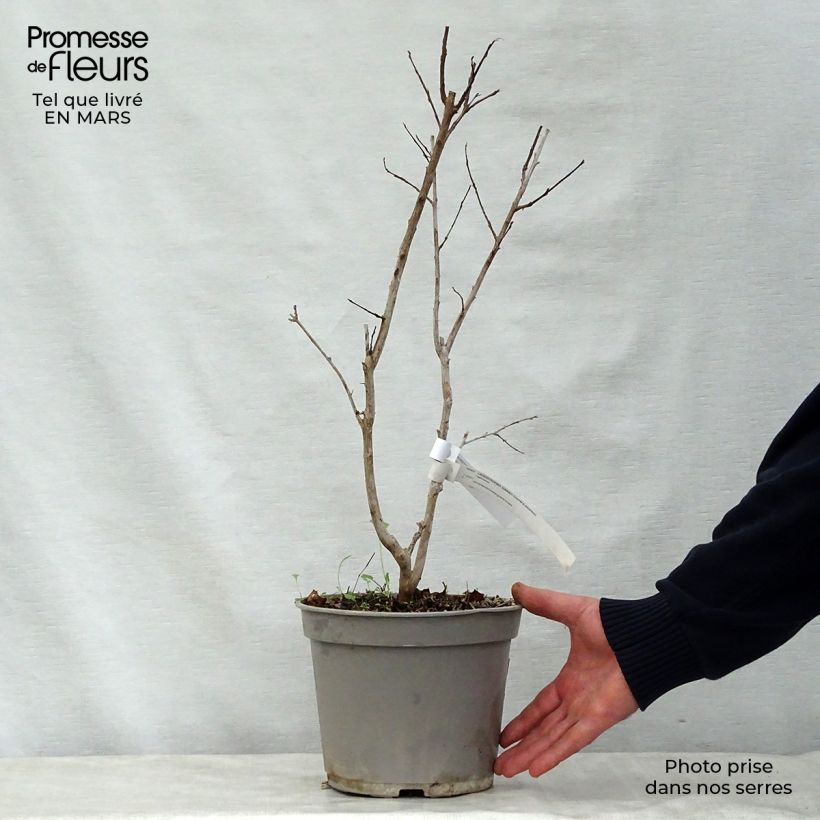 Spécimen de Lagerstroemia indica Summer Charm Arapaho - Lilas des Indes Pot de 3L/4L tel que livré au printemps