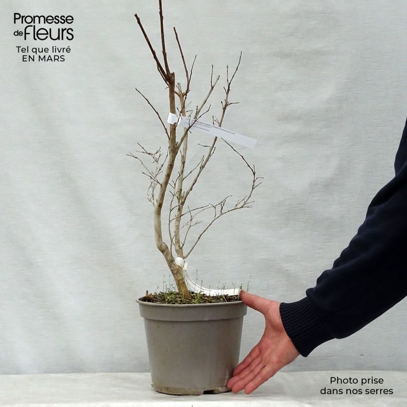 Spécimen de Lagerstroemia indica Summer Charm Tuscarora - Lilas des Indes Pot de 3L/4L tel que livré au printemps