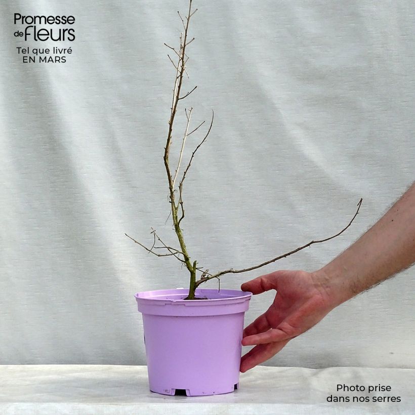 Spécimen de Lagerstroemia indica Violacea - Lilas des Indes Pot de 2L/3L tel que livré au printemps