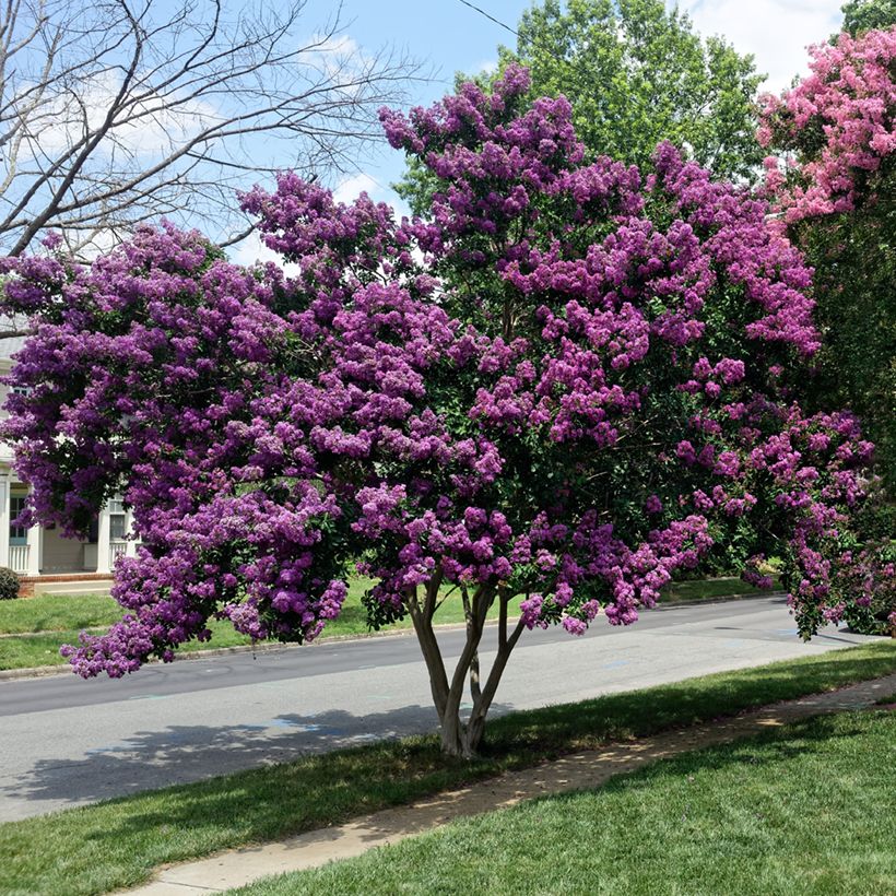 Lagerstroemia indica Violacea - Lilas des Indes (Port)