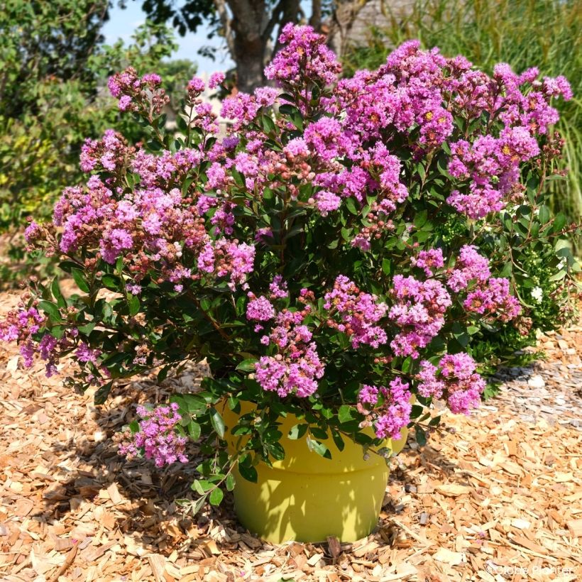 Lagerstroemia Gourmet Violetta - Lilas des Indes (Port)