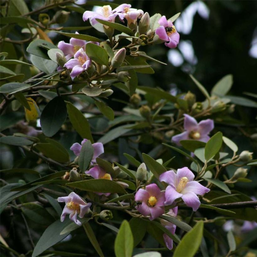 Lagunaria patersonii - Hibiscus de l'île de Norfolk (Floraison)