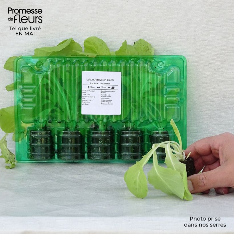 Spécimen de Laitue Adelys en plants Motte 4 cm x 4,5 cm, Plant de 5 à 10 cm de haut tel que livré au printemps