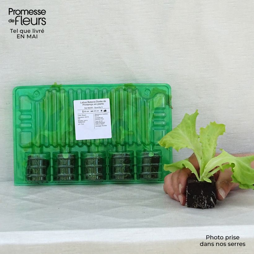 Spécimen de Laitue Batavia Dorée de Printemps en plants Motte 4 cm x 4,5 cm, Plant de 5 à 10 cm de haut tel que livré au printemps