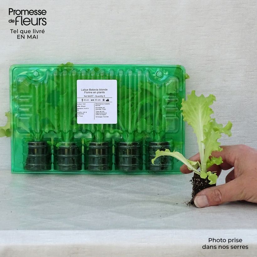Spécimen de Laitue Batavia blonde Florine en plants Motte 4 cm x 4,5 cm, Plant de 5 à 10 cm de haut tel que livré au printemps