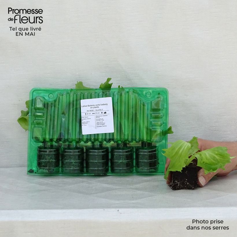 Spécimen de Laitue Batavia verte Iceberg en plants Motte 4 cm x 4,5 cm, Plant de 5 à 10 cm de haut tel que livré au printemps