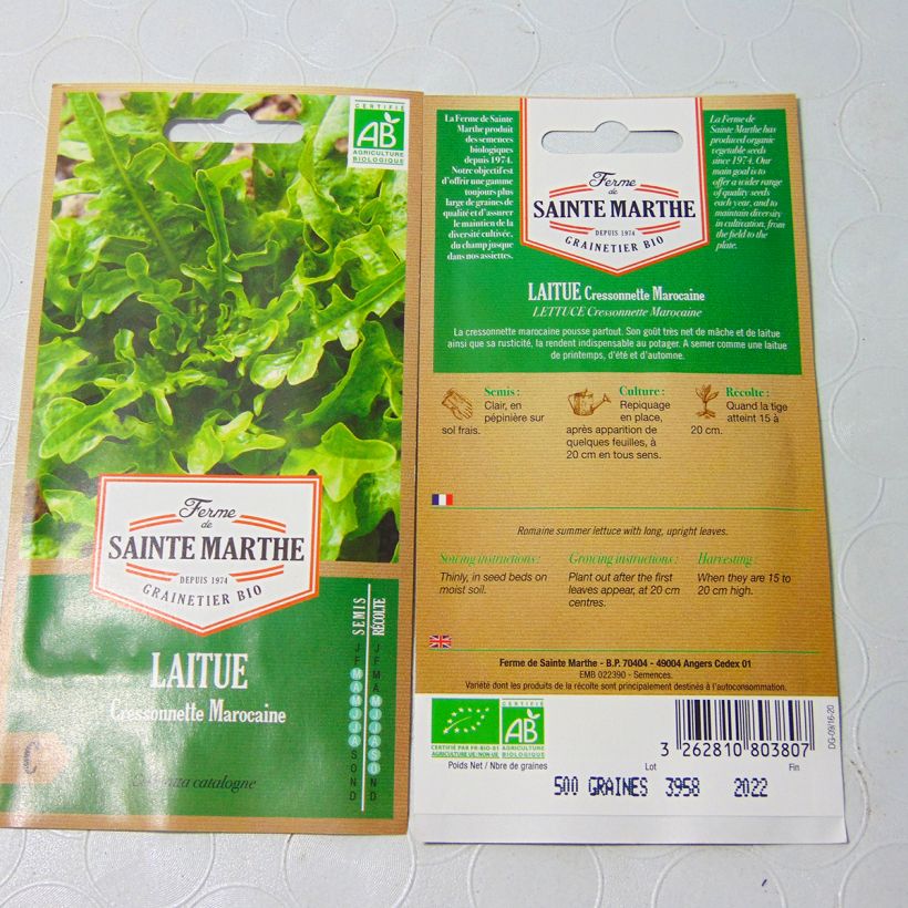 Exemple de spécimen de Laitue Cressonnette Marocaine (Radichetta) Bio - Ferme de Sainte Marthe - Graines de salade à couper le sachet de 400 graines environ tel que livré