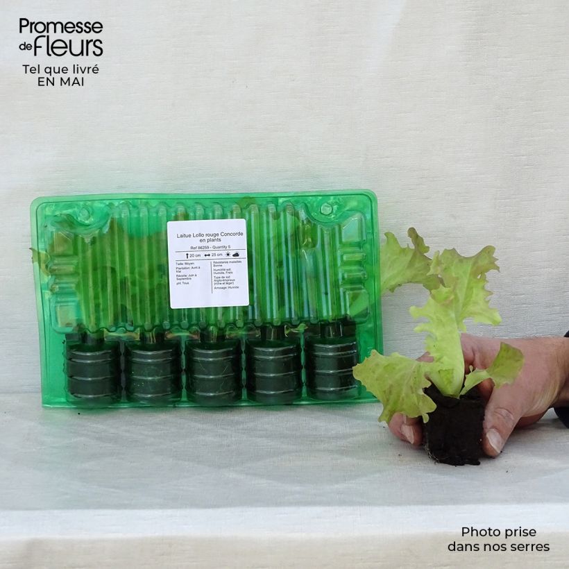 Spécimen de Laitue Lollo rouge Concorde en plants Motte 4 cm x 4,5 cm, Plant de 5 à 10 cm de haut tel que livré au printemps