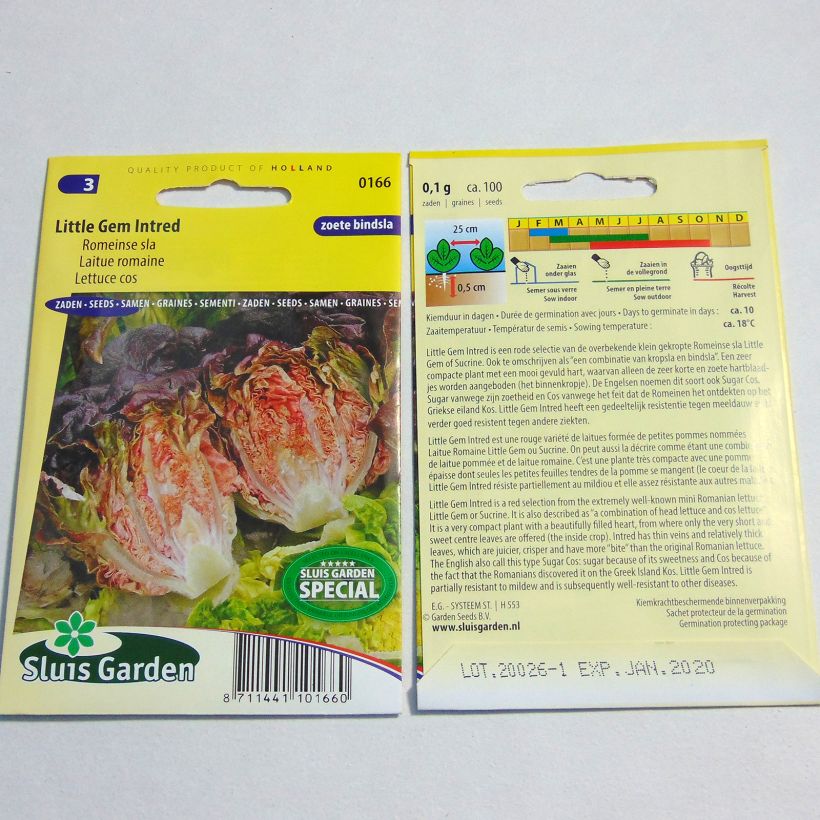 Exemple de spécimen de Laitue Romaine Little Gem Intred - Lactuca sativa le sachet de 100 graines environ tel que livré