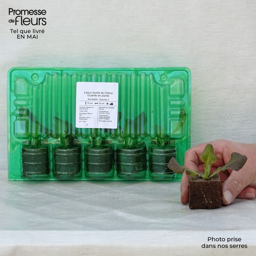 Spécimen de Laitue feuille de Chêne Eluarde en plants Motte 4 cm x 4,5 cm, Plant de 5 à 10 cm de haut tel que livré au printemps
