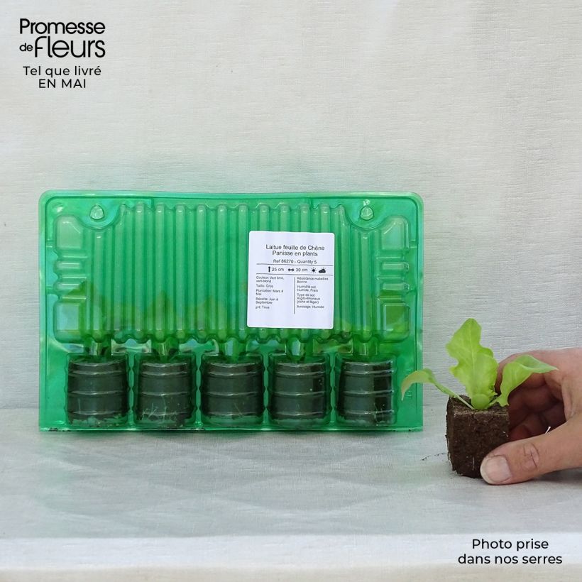 Spécimen de Laitue feuille de Chêne Panisse en plants Motte 4 cm x 4,5 cm, Plant de 5 à 10 cm de haut tel que livré au printemps