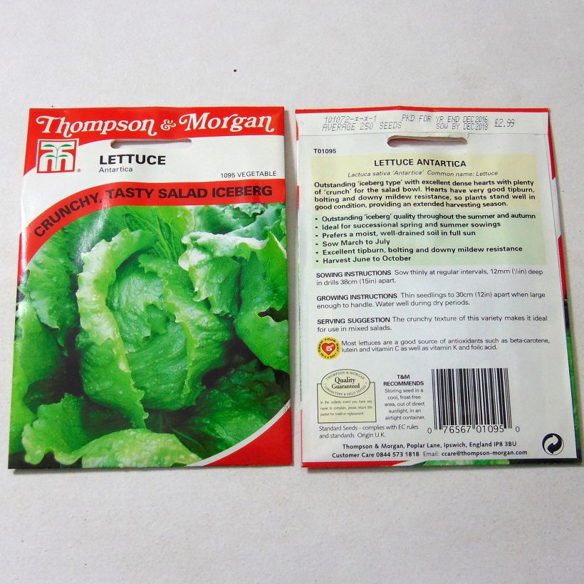 Exemple de spécimen de Laitue pommée Antartica le sachet de 250 graines environ tel que livré