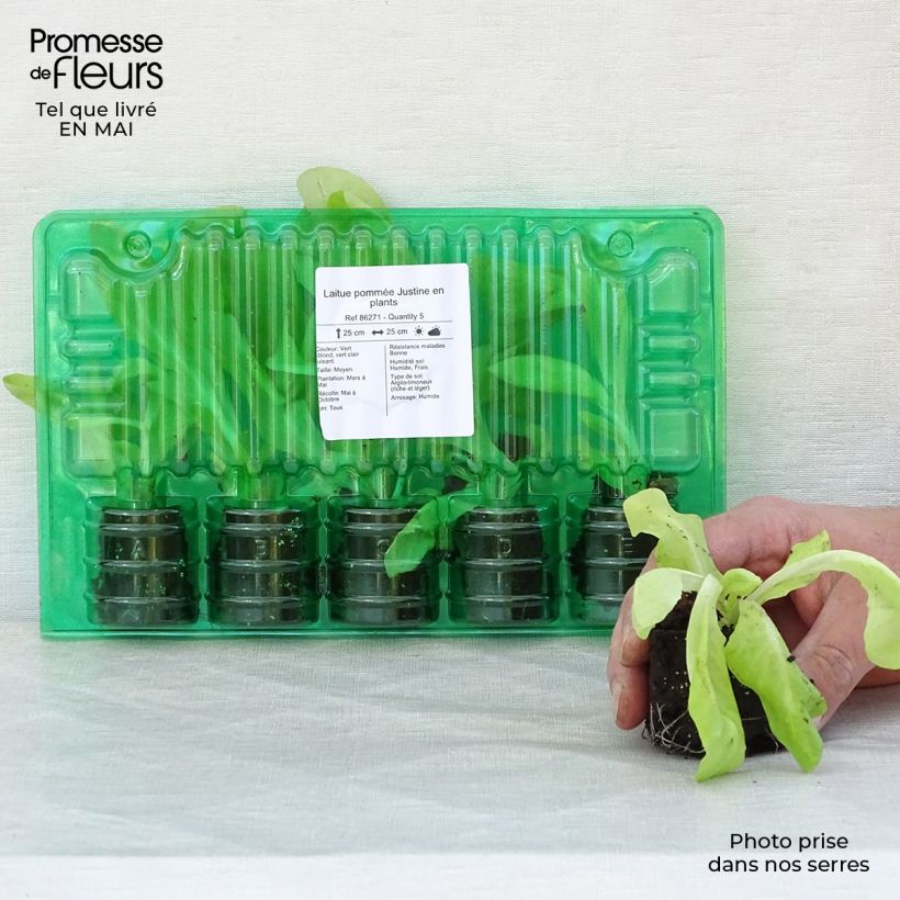 Spécimen de Laitue pommée Justine en plants Motte 4 cm x 4,5 cm, Plant de 5 à 10 cm de haut tel que livré au printemps